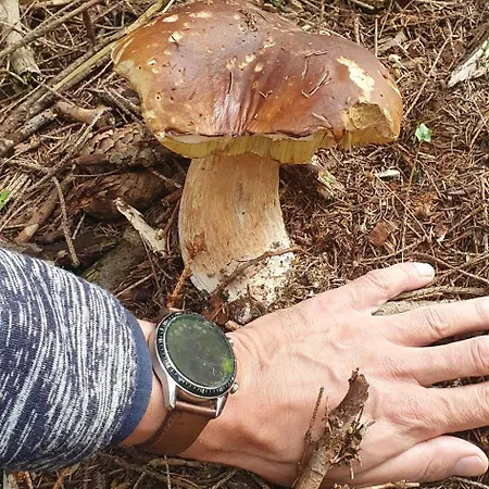 Drevenica Borovianka * Velke Borove