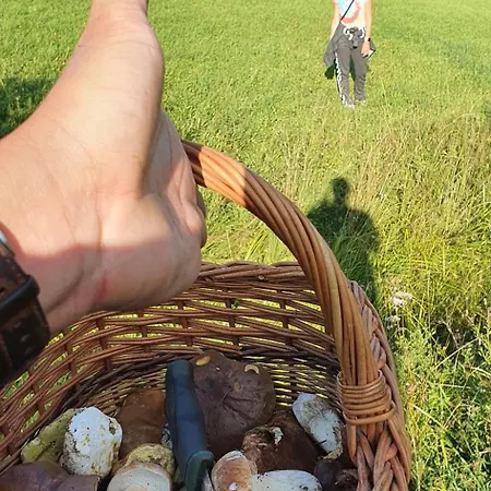 Alpesi faház Drevenica Borovianka *